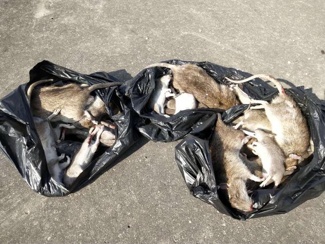 深圳华富办公室灭鼠公司哪家好？专业防虫灭鼠服务全面对比